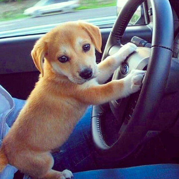 Instagram - @_doggie_luv_