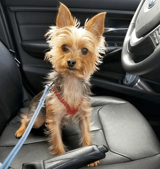 Instagram - @franklin_the_yorkie