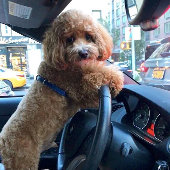 Instagram - @howjaggerrolls