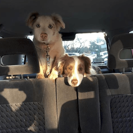 Instagram - @kevin.and.doug