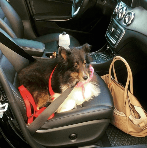 Instagram - @morganthesheltie