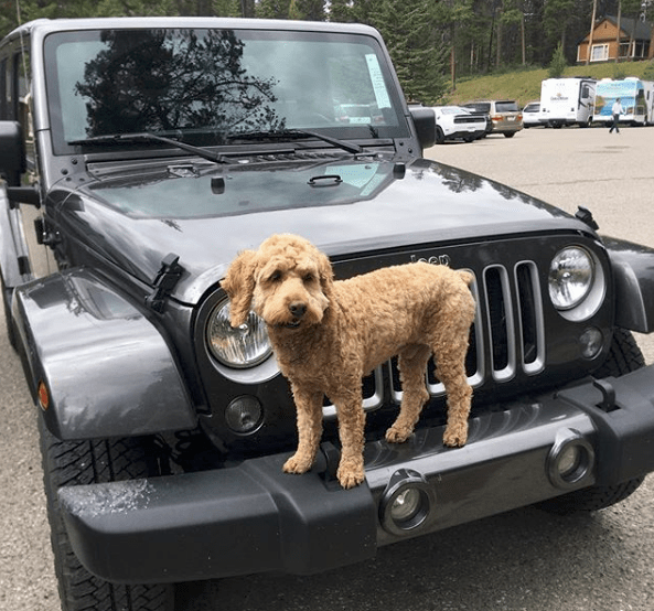 Instagram - olaf_the_cockapoo