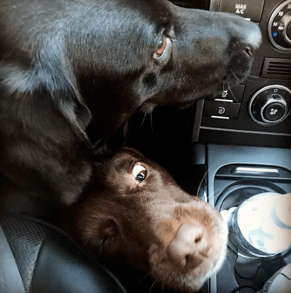 Instagram - @thestinkyandthebrain