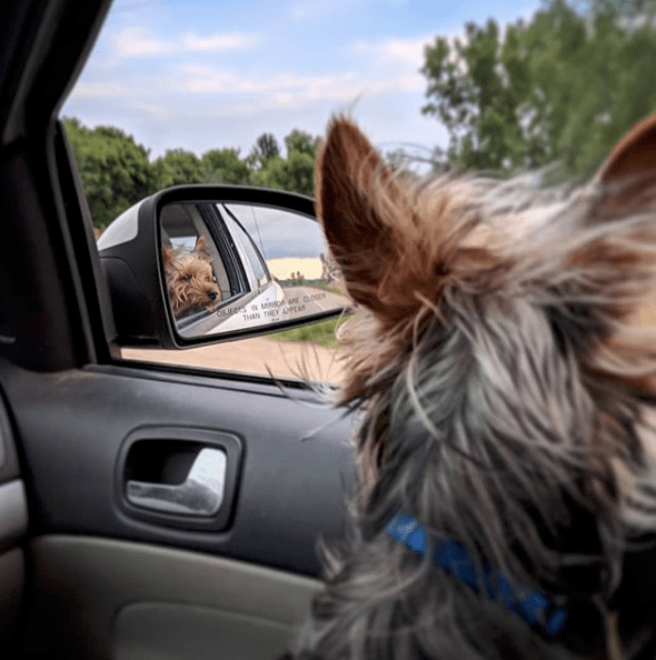 Instagram - @twixxtheyorkie